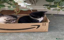 Mixed Breed cats for sale: Smudge and Smidge looking for their forever homes - Image 6