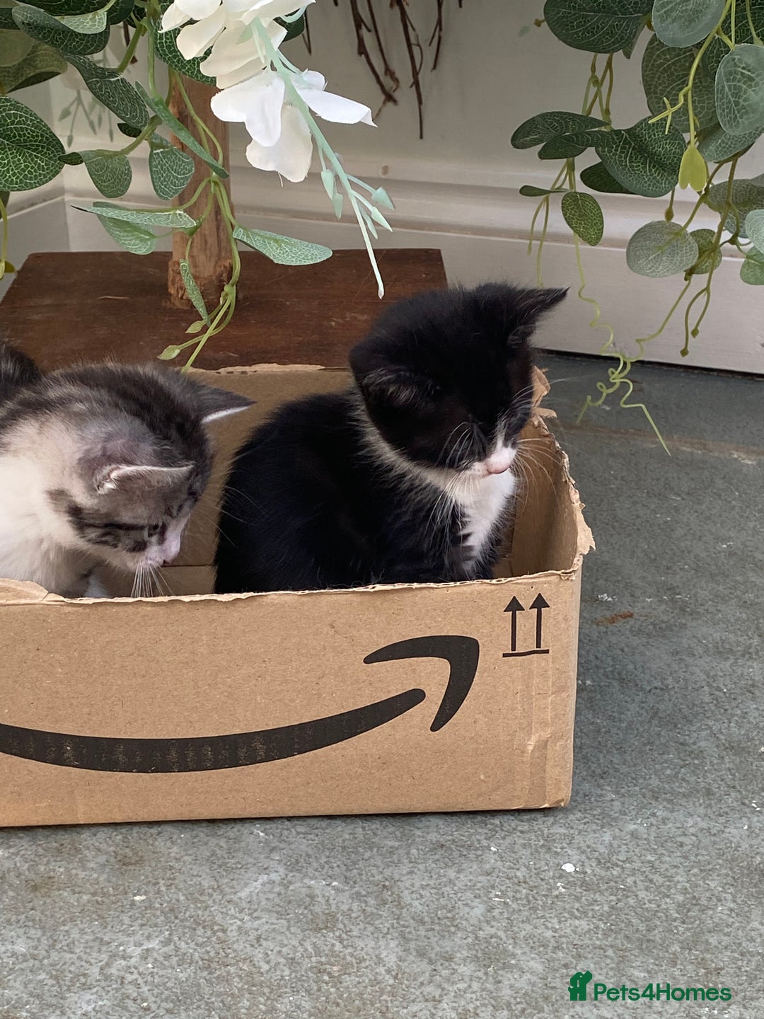 Mixed Breed cats for sale: Smudge and Smidge looking for their forever homes - Image 6