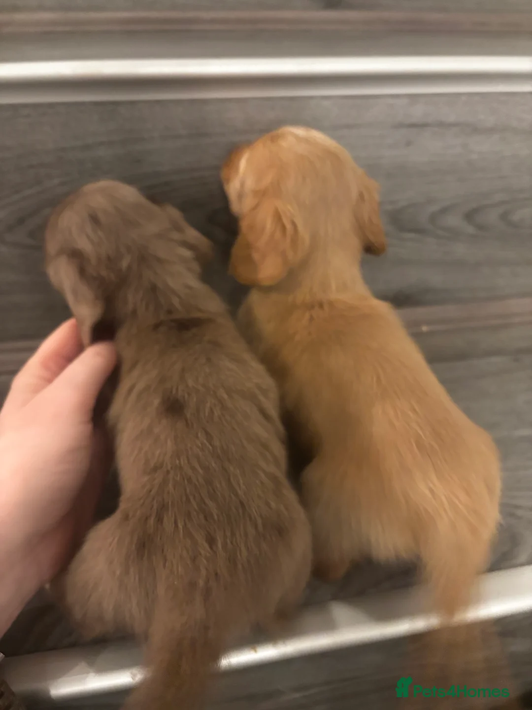 Miniature Dachshund dogs for sale: Long haired cream Puppies  - Advert 9