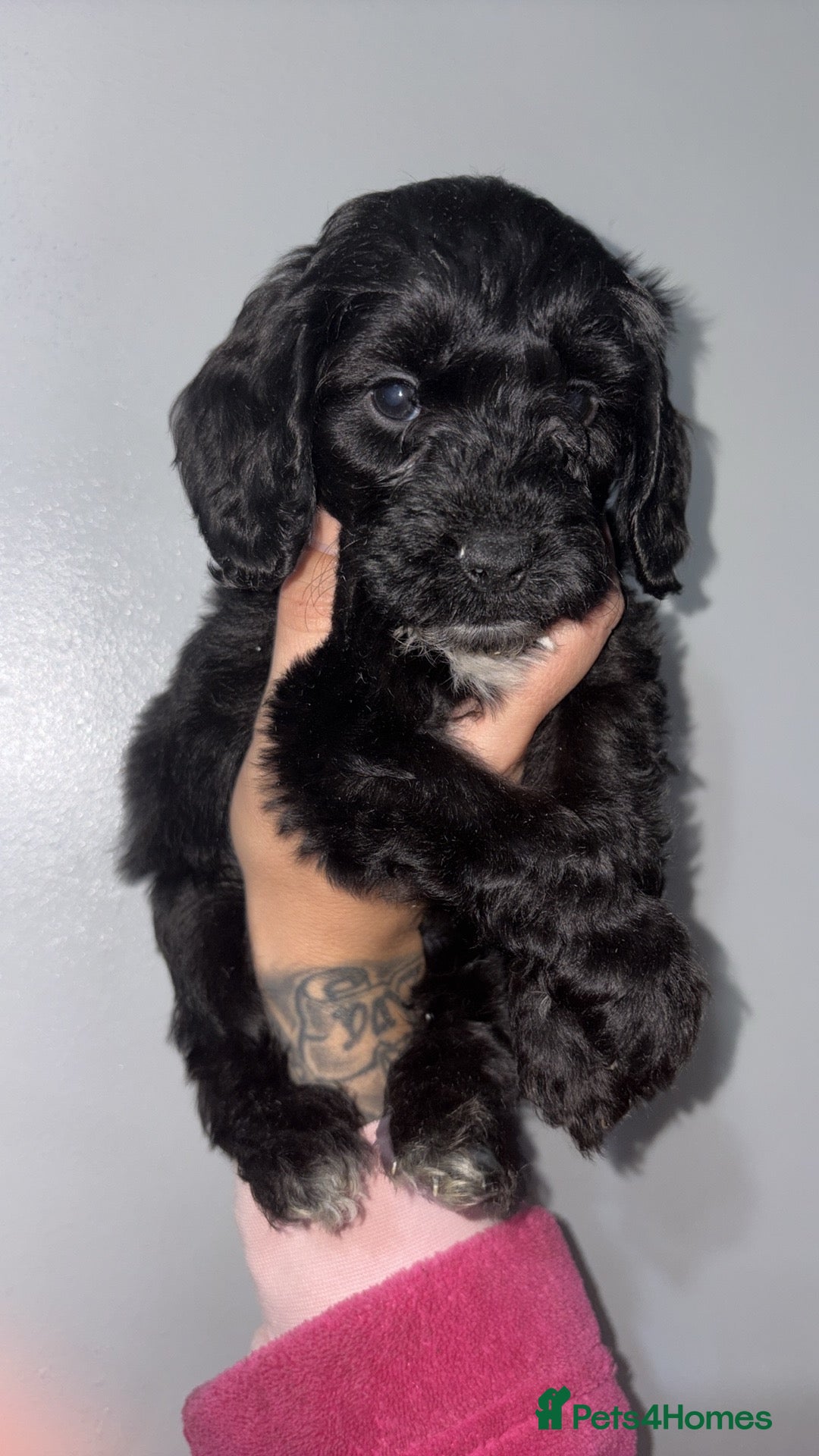 Cockapoo dogs for sale: Gorgeous cockapoo puppies  - Advert 3