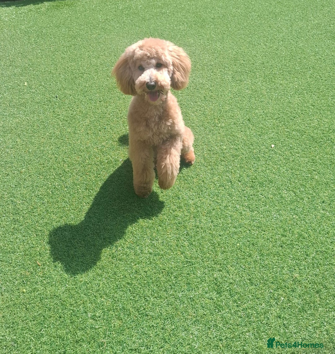 Poochon dogs for sale: Female poochon forsale - Advert 9