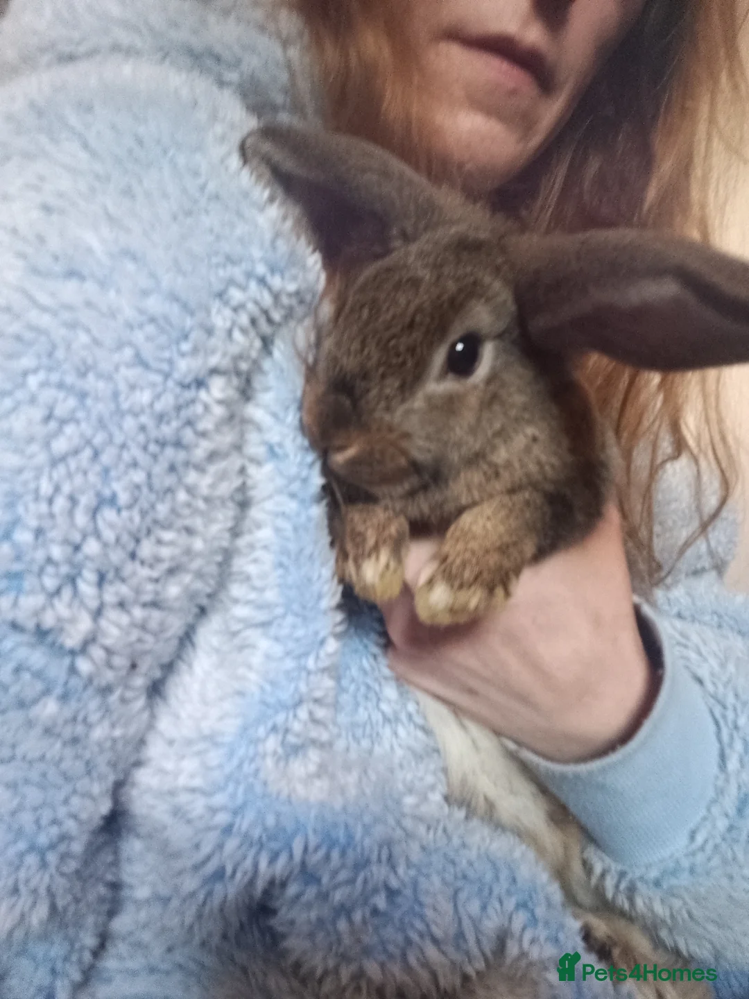 Lionhead rabbits for sale: Giant lops - Advert 2