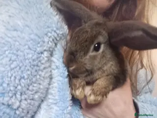 Lionhead rabbits Giant lops - Advert 10