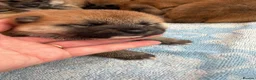 Japanese Shiba Inu dogs for sale: Japanese Shiba Inu Puppies Parents Health Tested - Advert 7