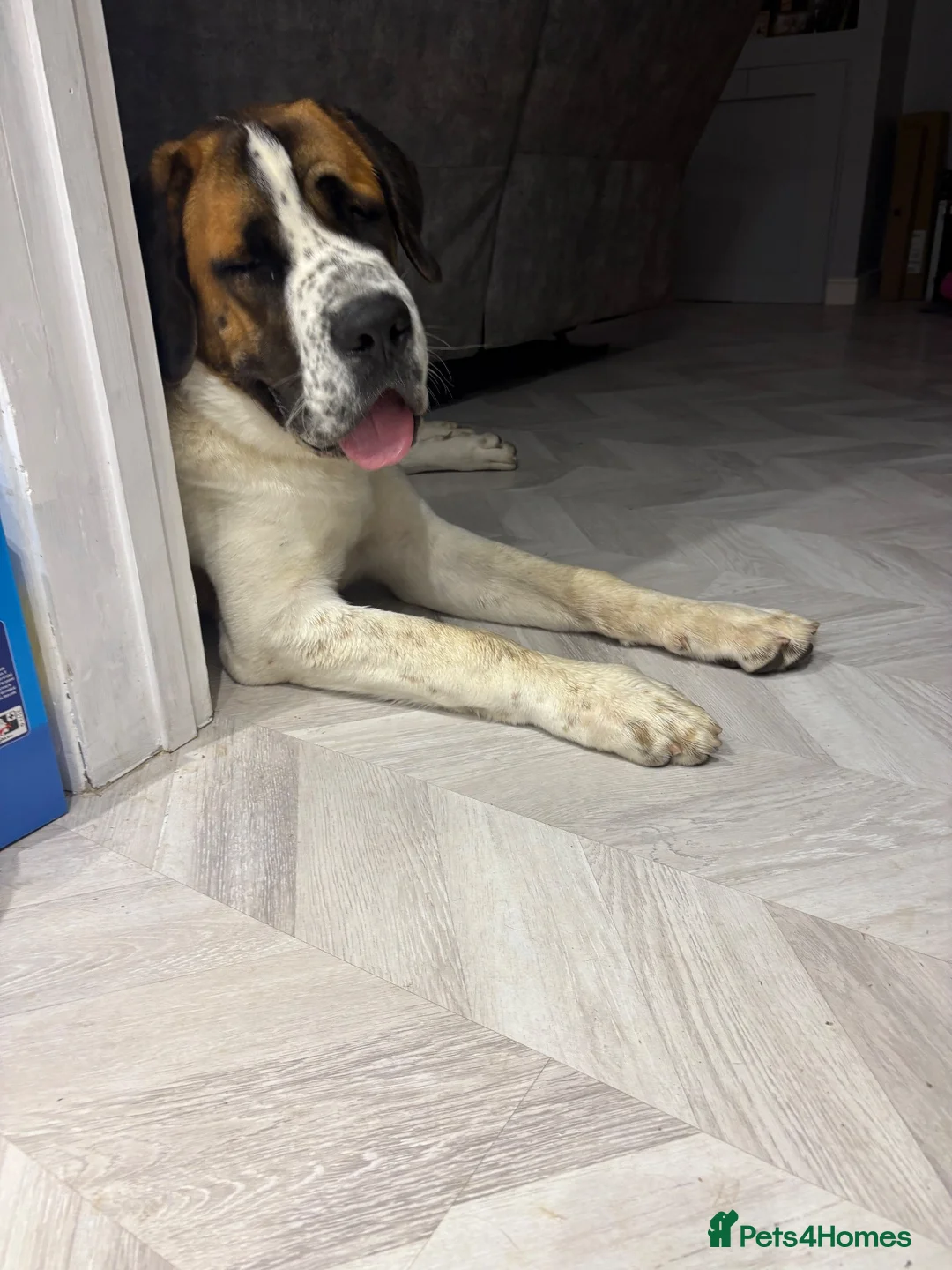 Saint Bernard dogs for sale: Saint Bernard puppy - Advert 2
