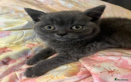 British Shorthair cats for sale: Male British shorthair kitten  - Image 6