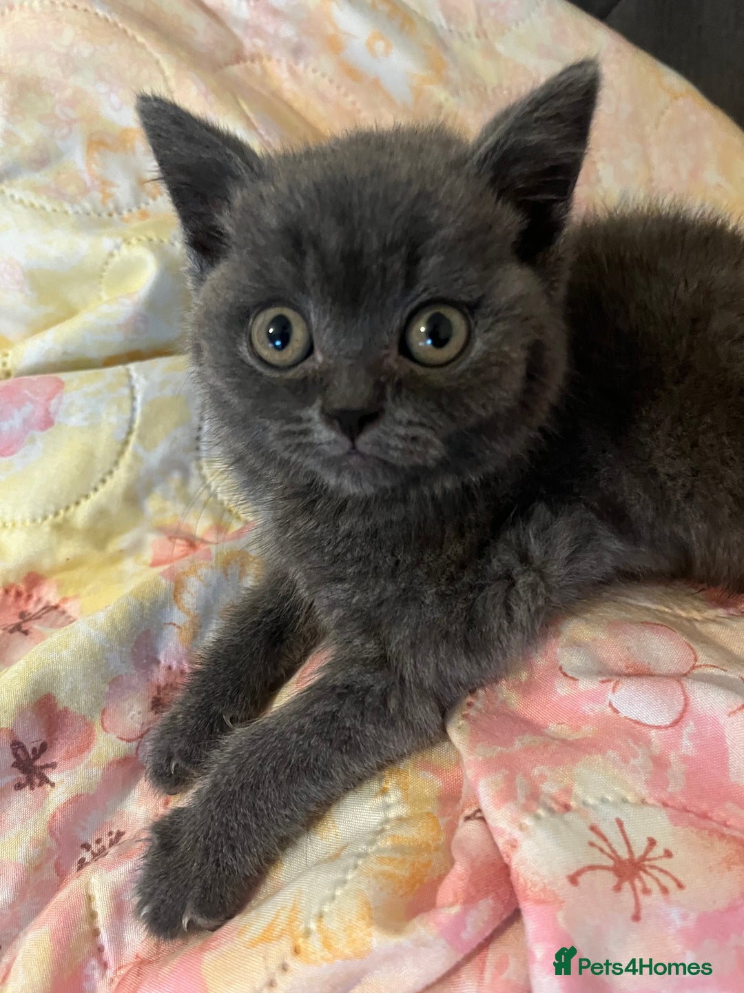 British Shorthair cats for sale: Male British shorthair kitten  - Image 6