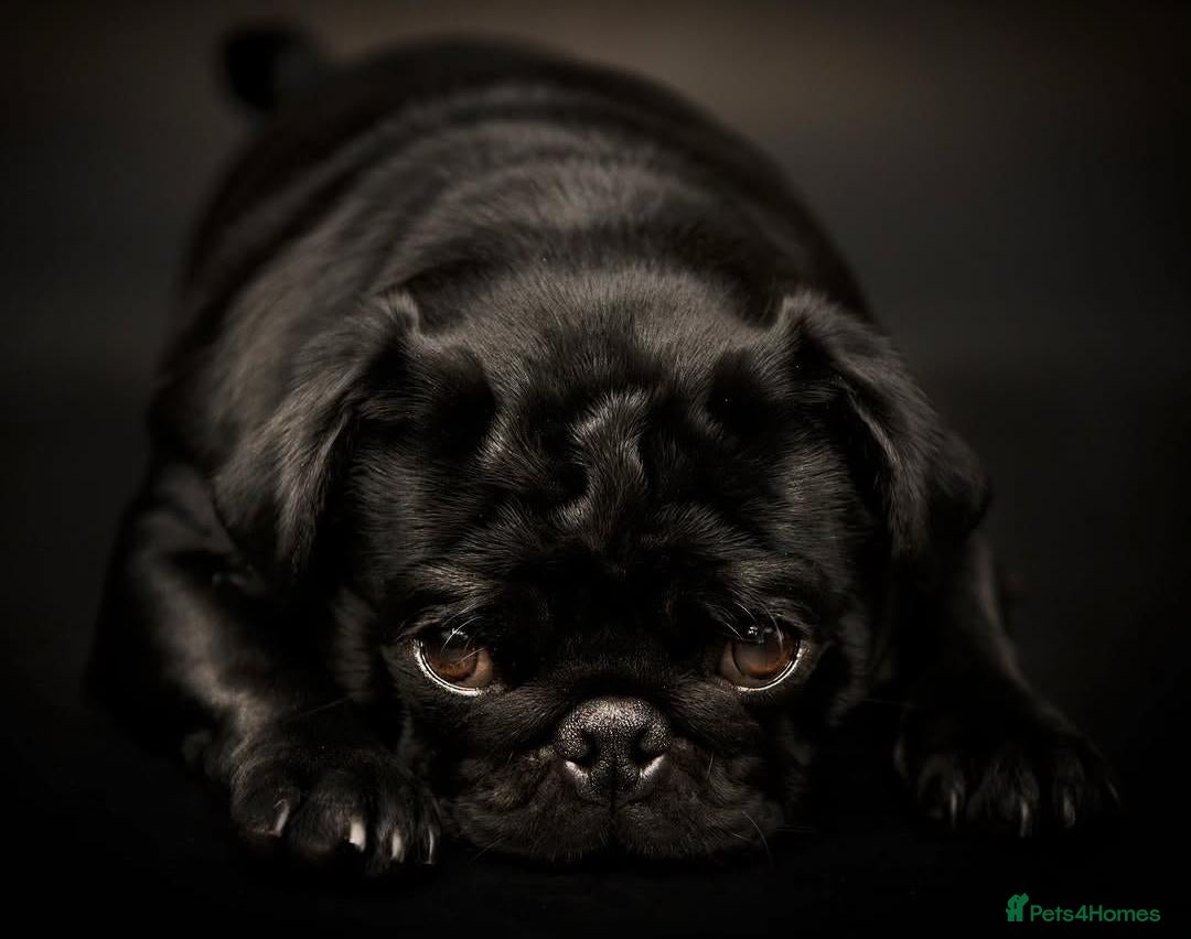 Pug dogs for sale: Pug puppies - Advert 5