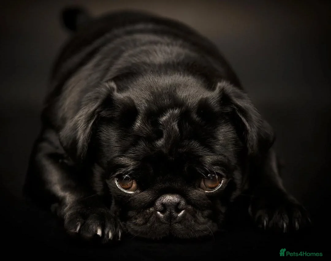 Pug dogs for sale: Pug puppies - Advert 1