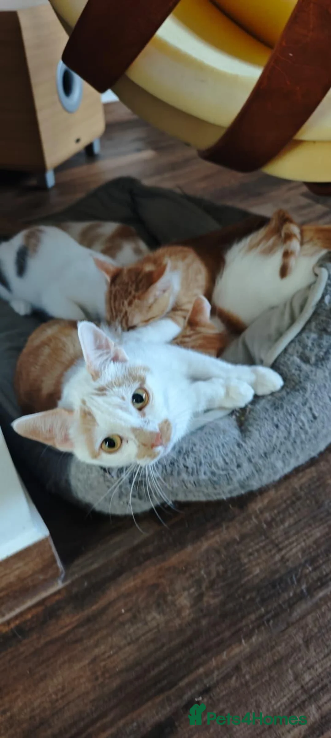 Mixed Breed cats for sale: Ginger-and-white boys and one Clico girl - Advert 2