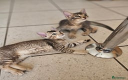 Mixed Breed cats for sale: Abyssinian x Snow Bengal  - Image 1