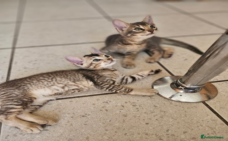 Mixed Breed cats - Advert 3