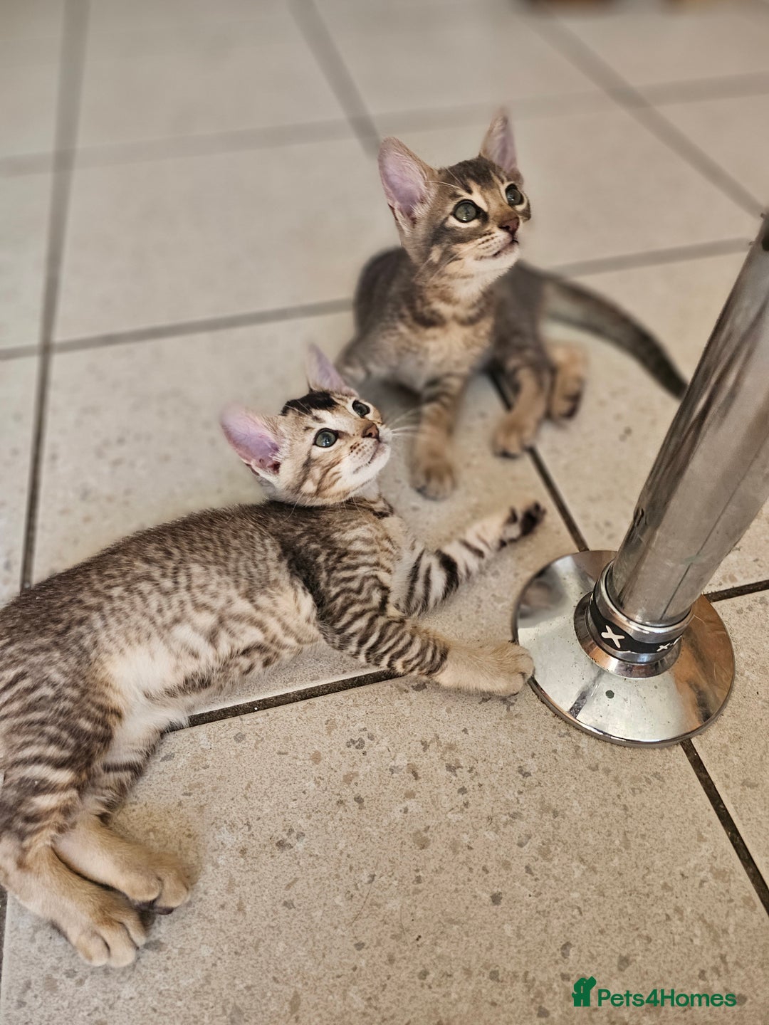 Mixed Breed cats for sale: Abyssinian x Snow Bengal  - Image 1