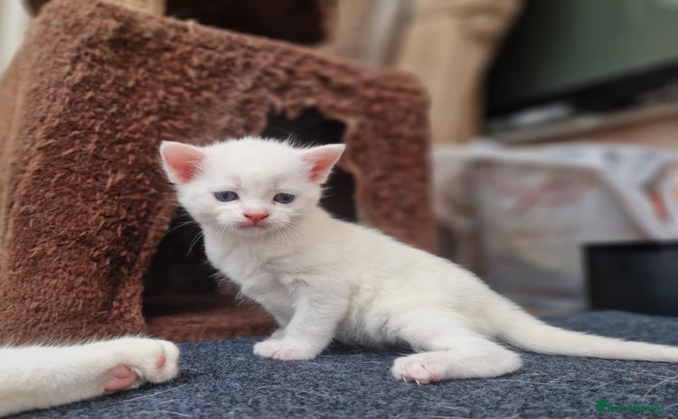 Mixed Breed cats - Advert 2