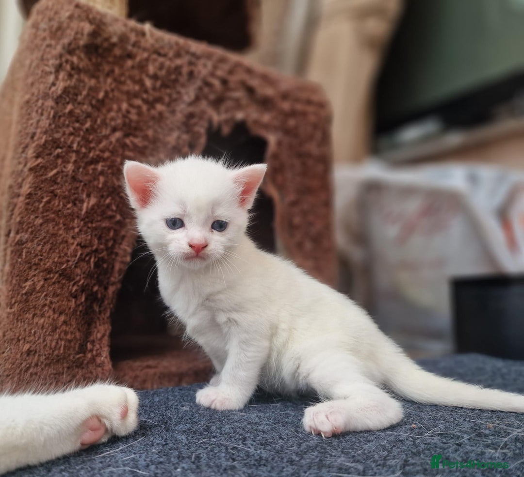 Mixed Breed cats for sale: Adorable white kittens  - Image 1