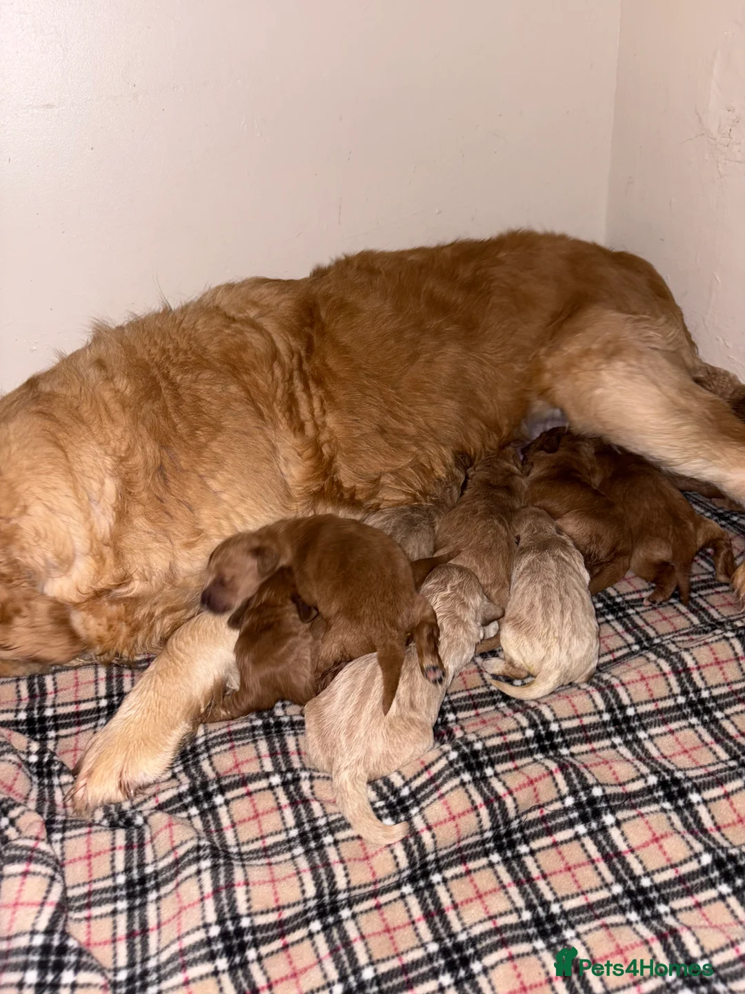 Mini Goldendoodle dogs for sale: Are Gorgeous golden doodle puppies 🐶 - Advert 10