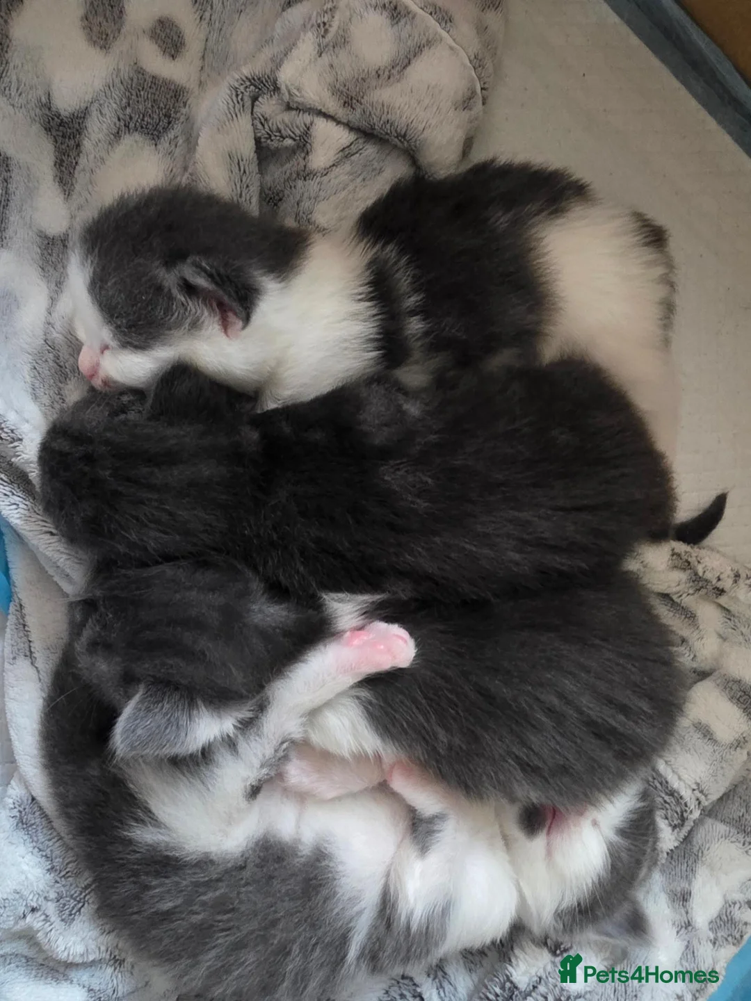 British Longhair cats for sale: 2 boy kittens  in Highbridge - Advert 2