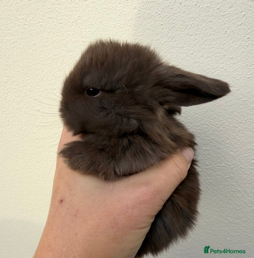 Mini Lop rabbits for sale: Purebred chocolate doe *BOTH RESERVED  - Advert 3