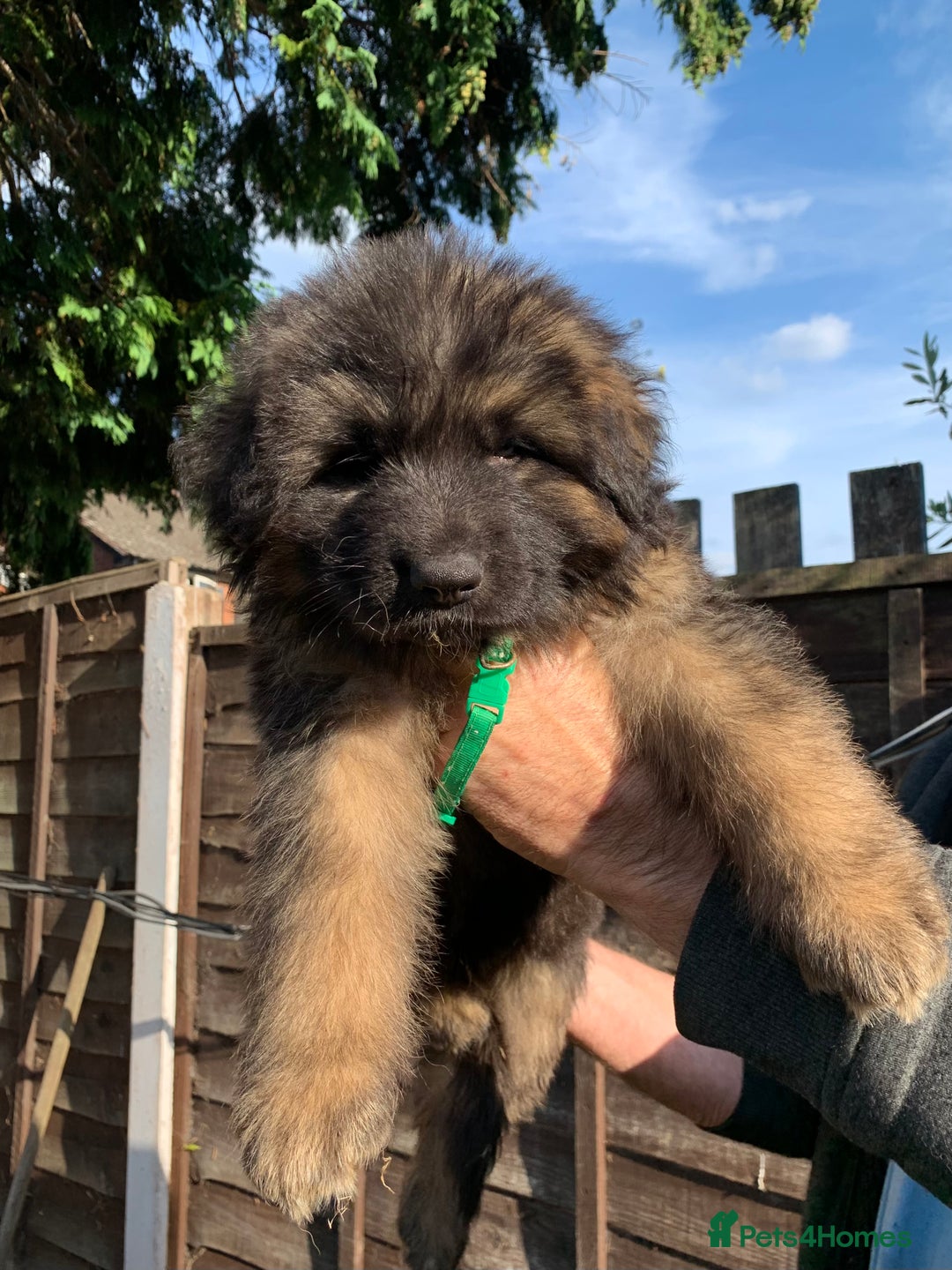 German Shepherd dogs for sale: Long Haired GSD Puppies. Only 1 boys LEFT!  - Image 38