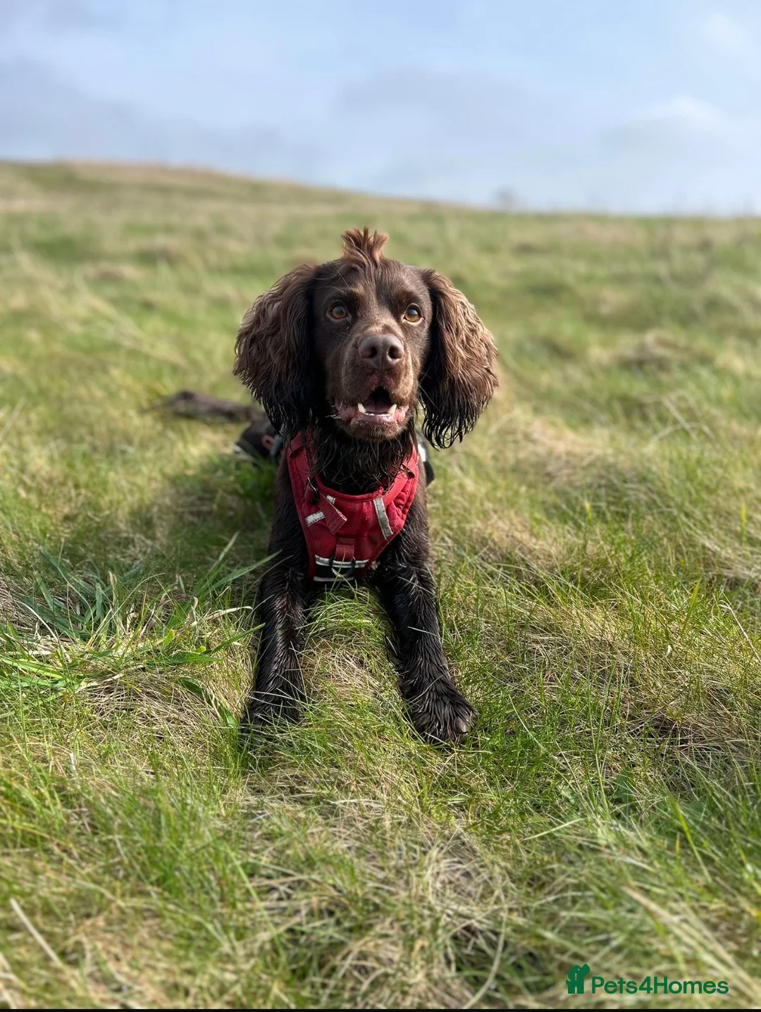 Cocker Spaniel dogs for sale: Enzo- Male Cocker Spaniel in Barnsley - Advert 8