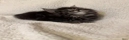 Mixed Breed cats for sale: Maine Coon X Norwegian Forest kittens in Southampton - Advert 3