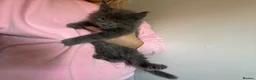 Maine Coon cats for sale: 🐈‍⬛ GIANT EUROPEAN MAINE COON KITTENS 🐈‍⬛  - Advert 5