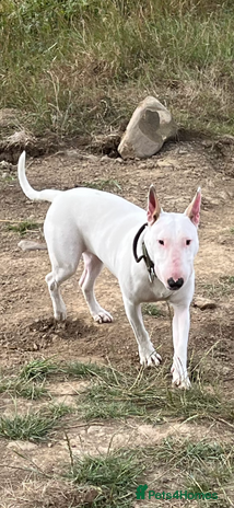 English Bull Terrier dogs - Advert 1