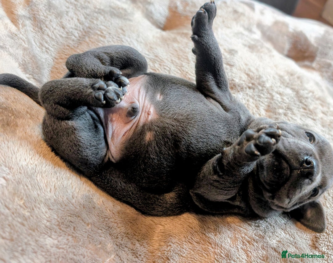 Staffordshire Bull Terrier dogs for sale: Blue Staffordshire bull terrier puppies  - Advert 6