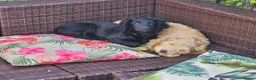 Cockapoo dogs for sale: Last Two Gorgeous Cockapoo Pups - Advert 6