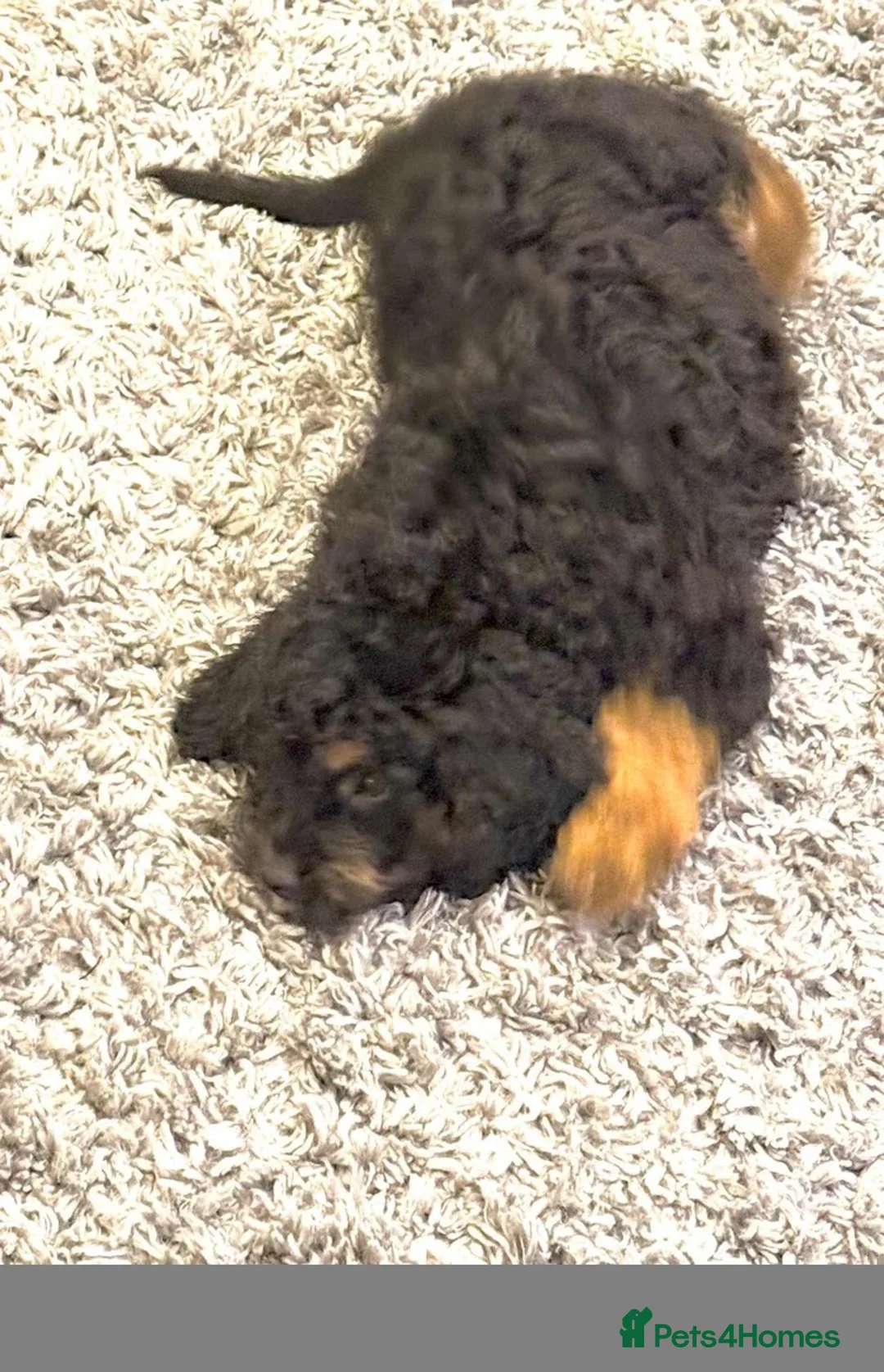 Bernedoodle dogs for sale: Puppy available 😊 - Advert 2