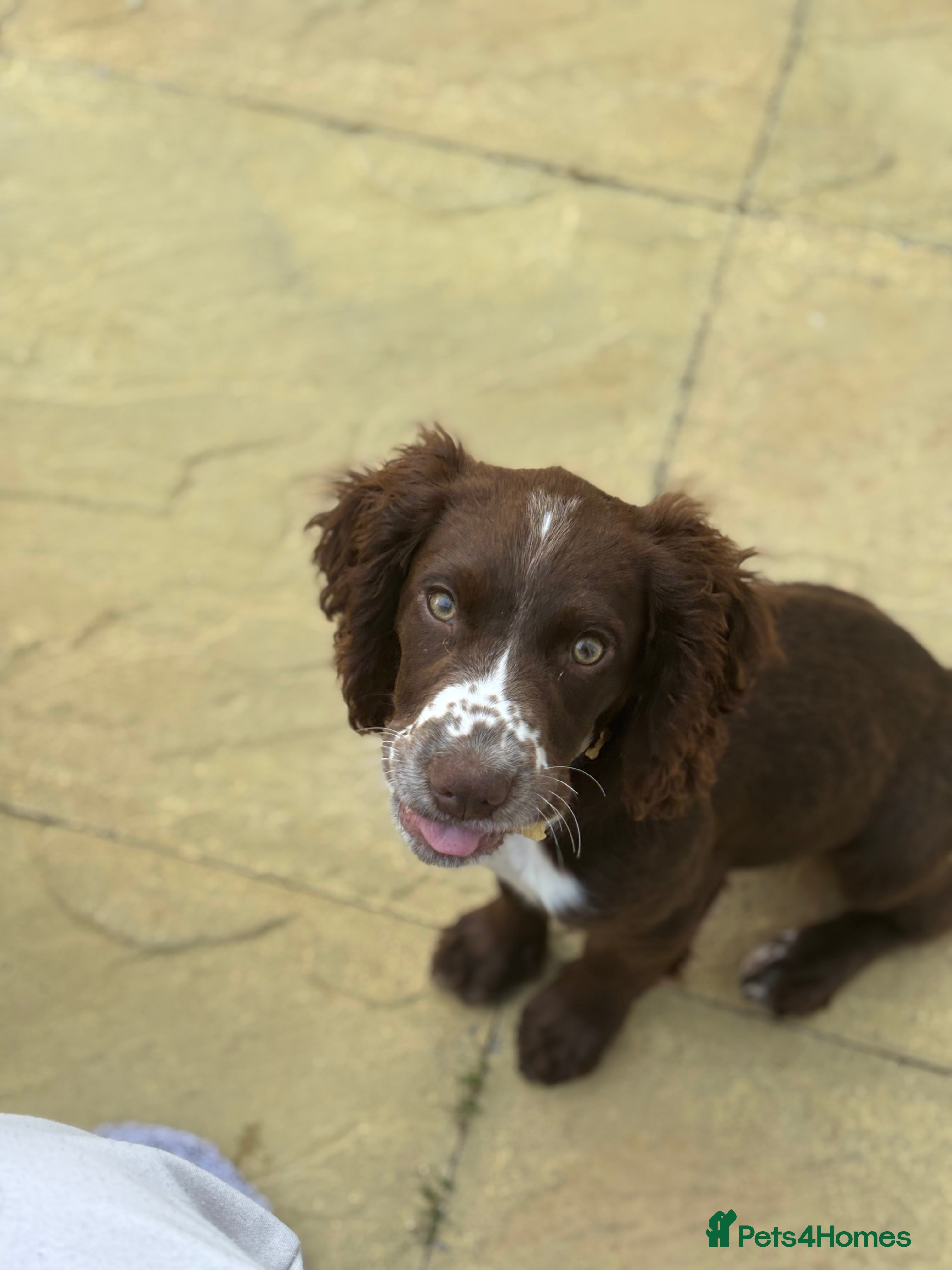 Sprocker dogs Rocco - Advert 1