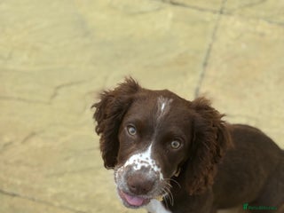 Sprocker dogs Rocco - Advert 1