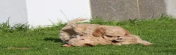 Cavapoochon dogs for sale: Beautiful Cavapoochon puppies for sale - Advert 34
