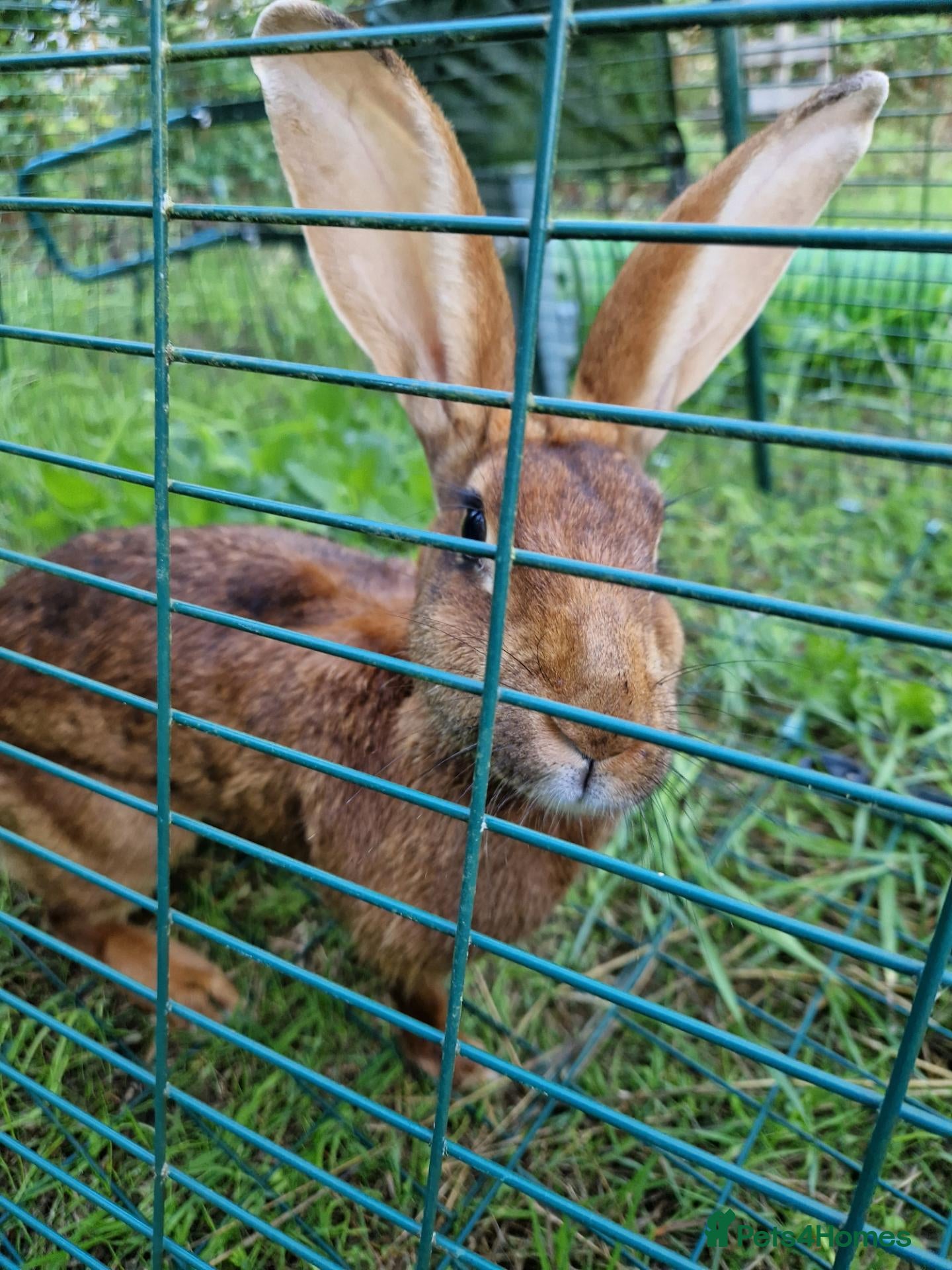 Belgian Hares rabbits Belgian hare female - Advert 7