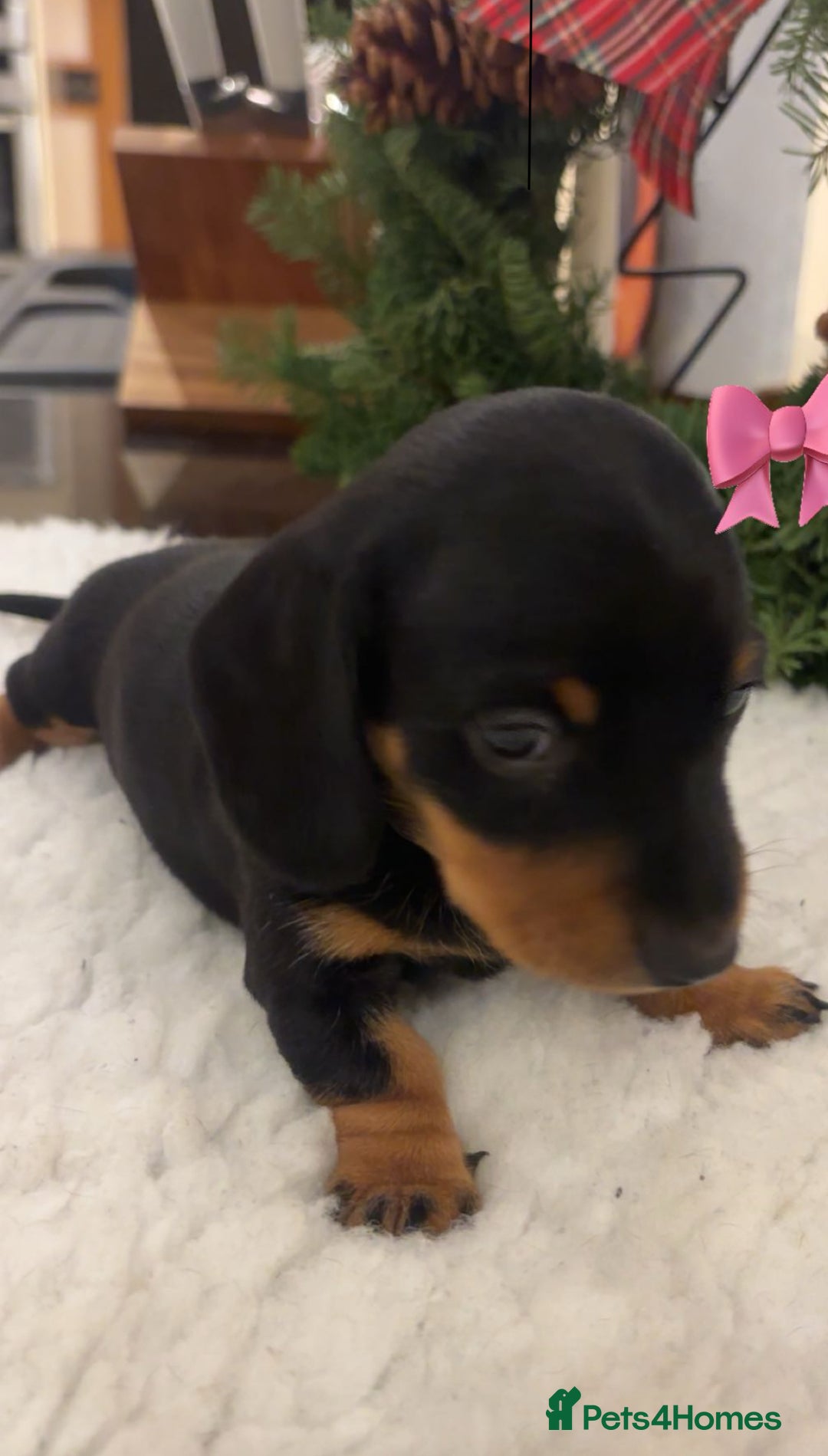 Miniature Dachshund dogs for sale: Miniature Silver Dapple & Black and Tan Dachshunds - Advert 12