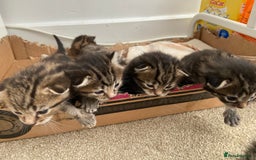 Mixed Breed cats for sale: Gorgeous tabby kittens (ONLY 1 LEFT) - Image 1