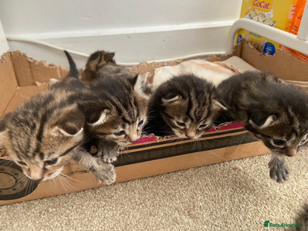 Mixed Breed cats for sale: Gorgeous tabby kittens (ONLY 1 LEFT) - Image 1