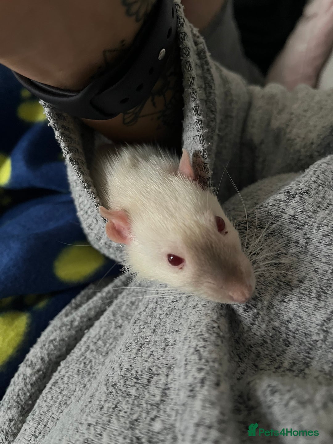 Rat rodents for sale: 3 male rats - Advert 3