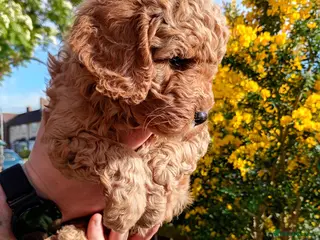 Mixed Breed dogs Corgipoo x Cockerpoo F2b - Advert 5