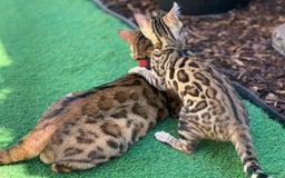 Bengal cats for sale: Top quality pure breed bangal kittens available  - Image 11