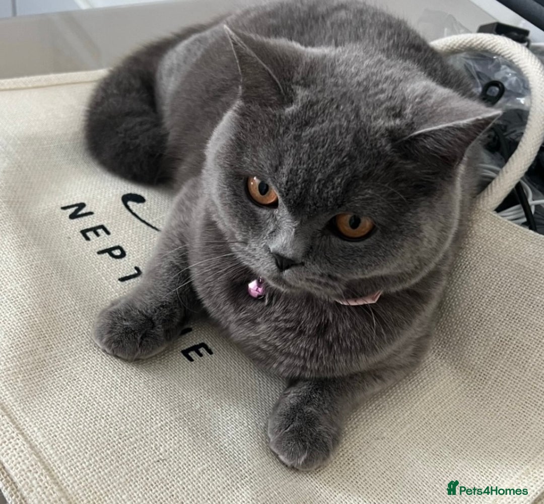 British Shorthair cats for sale: Beautiful British Shorthair Kittens - Image 19