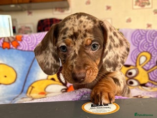 Dachshund dogs - Advert 7