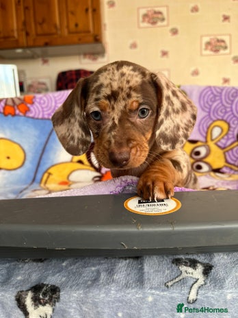 Dachshund dogs - Advert 6