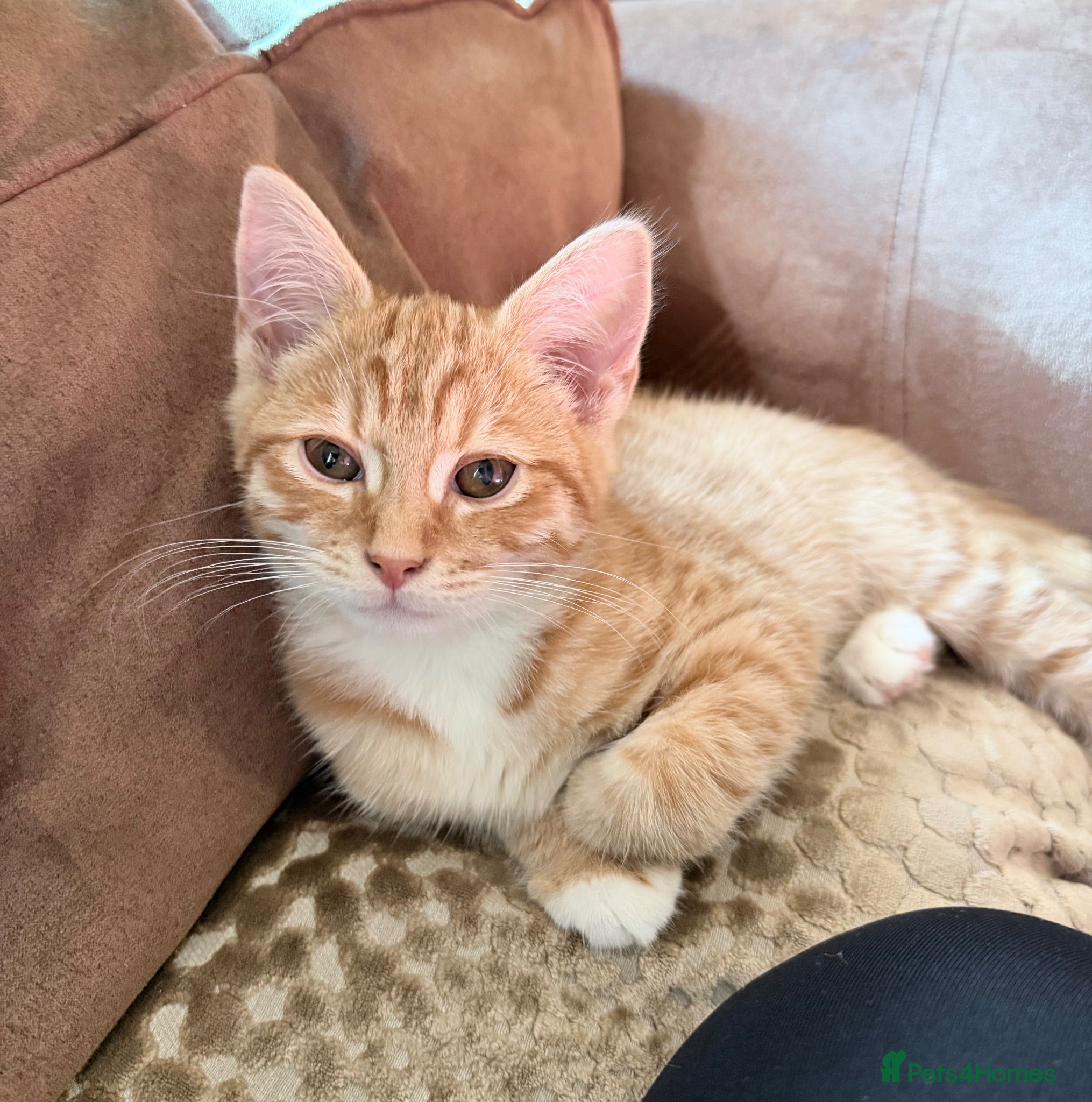 Mixed Breed cats Beautiful ginger and white boy kitten - Advert 2