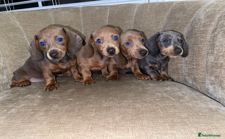 Miniature Dachshund dogs - Advert 2