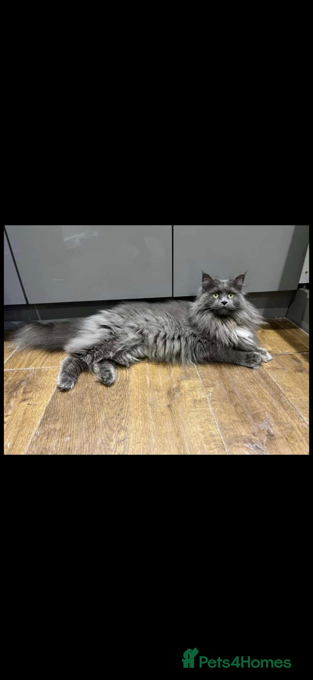 Maine Coon cats Stunning female maine coon - Advert 17