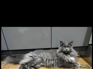 Maine Coon cats Stunning female maine coon - Advert 12