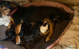 Jack Russell dogs for sale: Short legged smooth coated Jack Russell puppies  - Image 17
