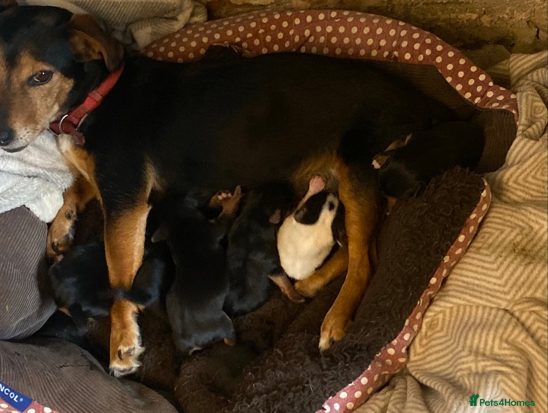 Jack Russell dogs for sale: Short legged smooth coated Jack Russell puppies  - Image 17