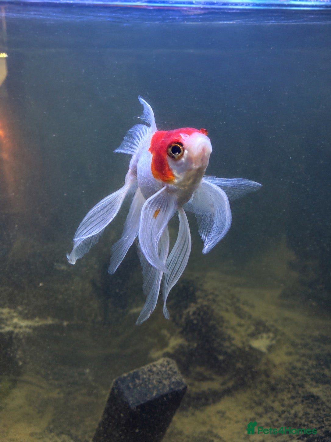 Fancy Goldfish fish Goldfish for good Home - Advert 2